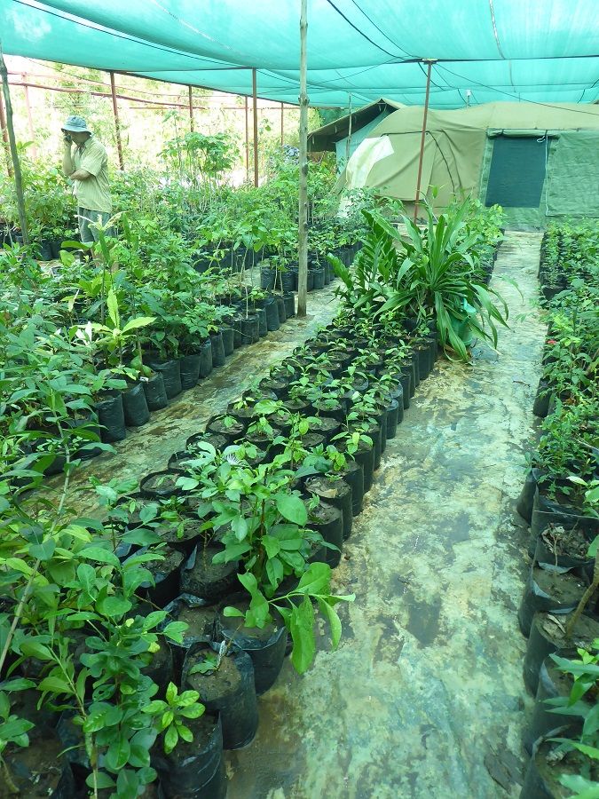 The rows of indigenous tree species that can be found at the nursey
