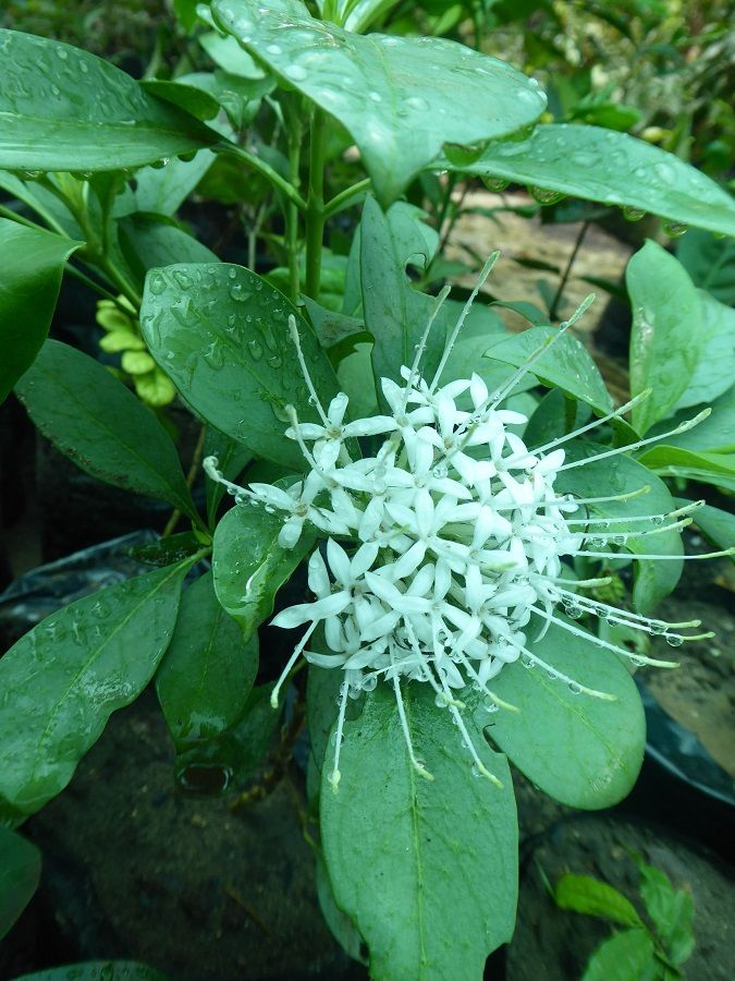 Just some of the indigenous flowers to be found at the nursery