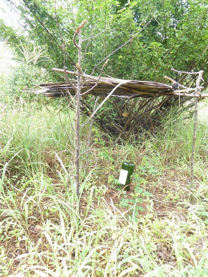 A young sapling planted on the ground at the nursery, the glass bottle helps ‘drip feed’ water into the soil to help the young sapling grow, as well as a simple structure to help shade the plant