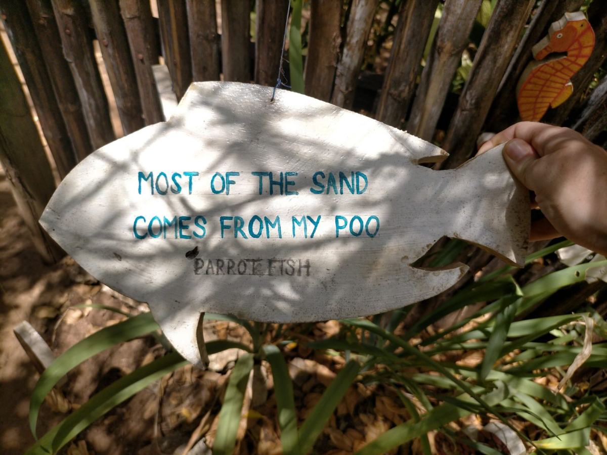 Sand is actually parrot fish poo