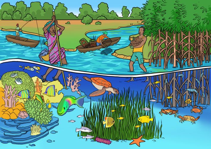 A fantastic illustration from Blue Ventures of the multiple marine resources that are utilised by coastal communities. Accredited to https://blueventures.org/supporting-communities-in-east-africa-with-co-management-approaches-to-fisheries/