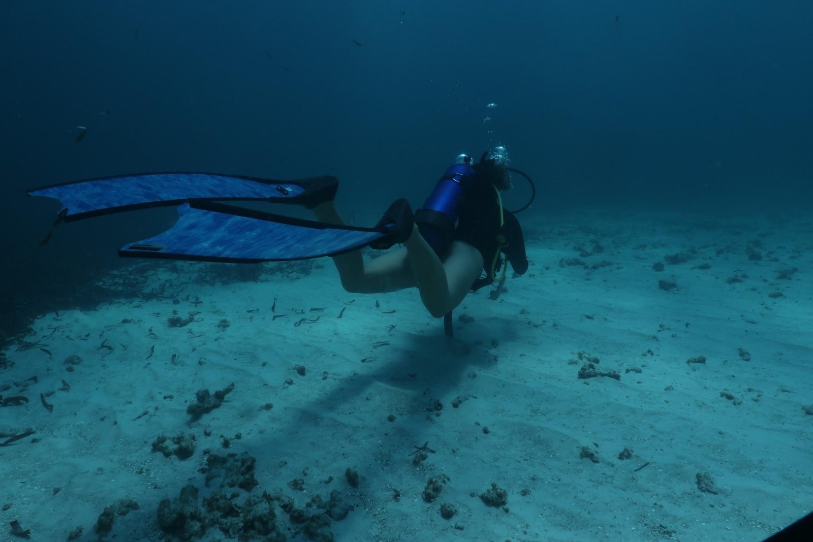 Diving over the sandy seabed
